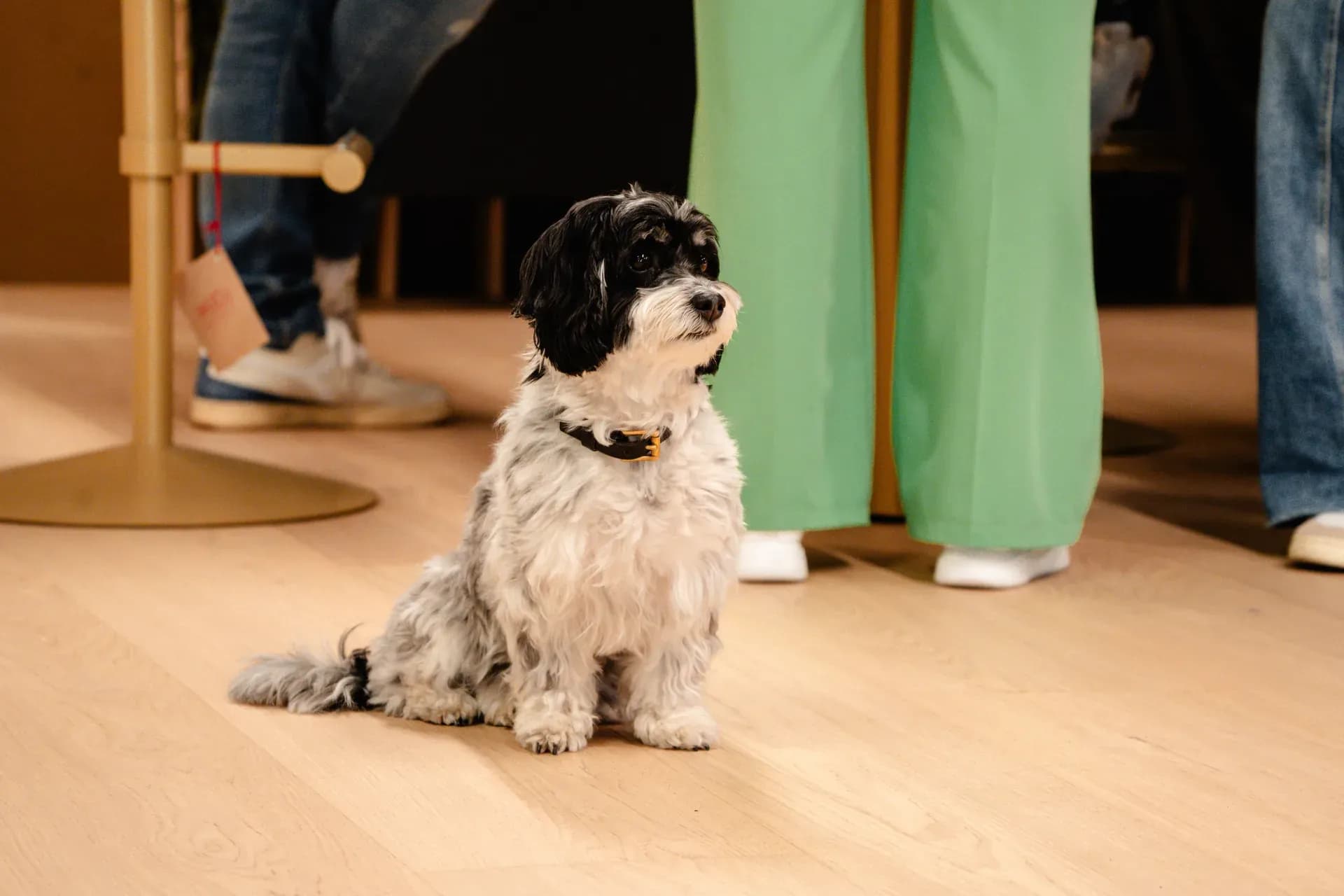 Kleiner schwarz-weißer Hund sitzt auf hellem Eichenparkett in der Frey-Ausstellung, im Hintergrund Besucher